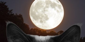 online bed time stories, cat stories for kids